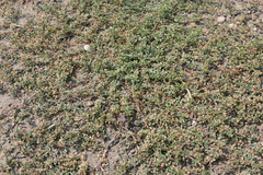 Glinus oppositifolius