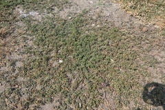 Glinus oppositifolius