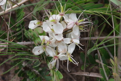 Cryptosepalum