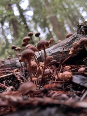 Collybiopsis villosipes
