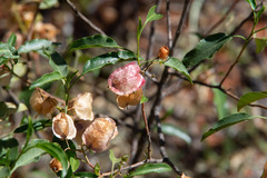 Dodonaea petiolaris