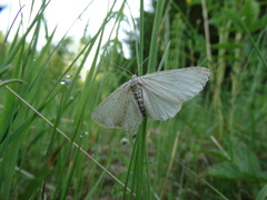 Hypomecis punctinalis