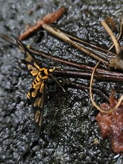 Amata perixanthia