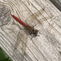 Sympetrum frequens