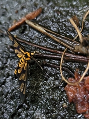 Amata perixanthia