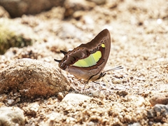 Polyura bharata