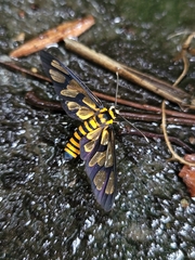 Amata perixanthia