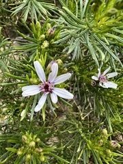 Olearia ramulosa