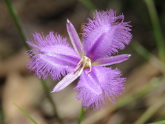 Thysanotus tuberosus