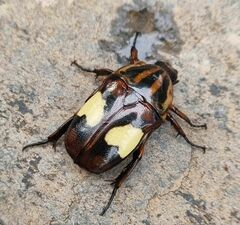 Pedinorrhina trivittata