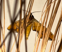Batocnema coquerelii