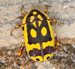 Pachnoda maculipennis