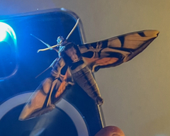 Batocnema coquerelii