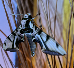 Batocnema coquerelii