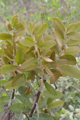 Protea