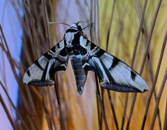 Batocnema coquerelii