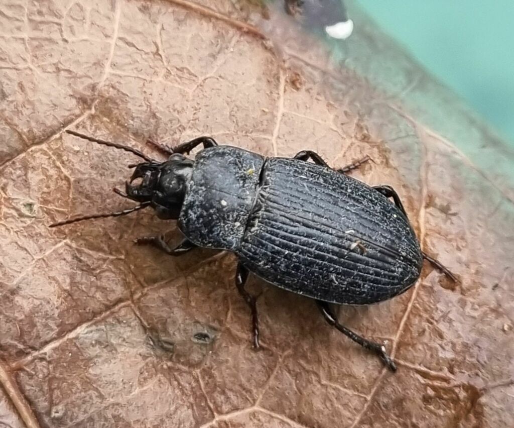 Idiomorphini