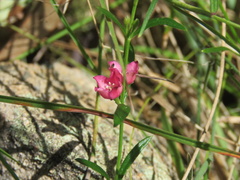 Cyanothamnus polygalifolius