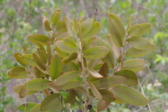 Protea
