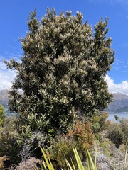 Pterophylla racemosa