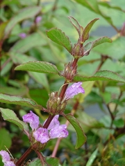 Hygrophila pogonocalyx