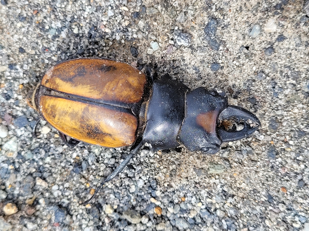 Odontolabis yasuokai