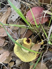 Xerocomellus redeuilhii