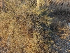 Ochradenus aucheri