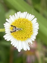 Spathulina acroleuca