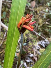 Coccineorchis cernua