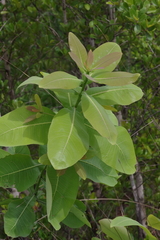 Terminalia brachystemma