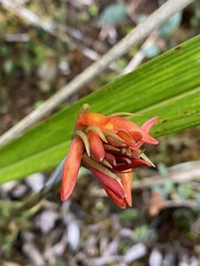 Coccineorchis cernua