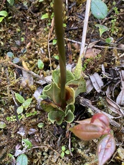 Coccineorchis cernua