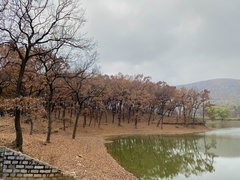 Quercus acutissima