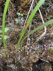 Coccineorchis cernua