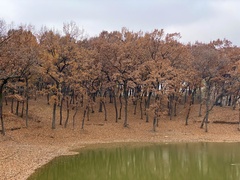 Quercus acutissima