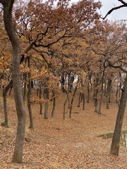 Quercus acutissima
