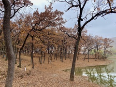 Quercus acutissima