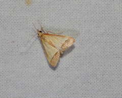 Pseudonoorda rubricostalis