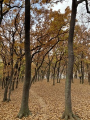 Quercus acutissima