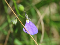 Violaceae