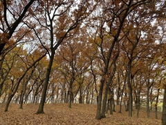 Quercus acutissima