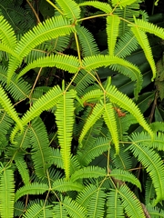 Dicranopteris