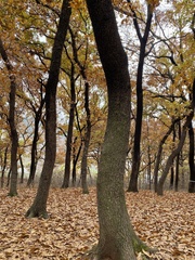 Quercus acutissima