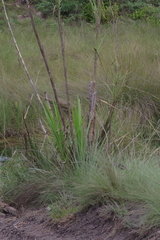 Cenchrus purpureus