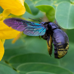 Xylocopa latipes