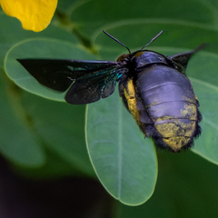 Xylocopa latipes
