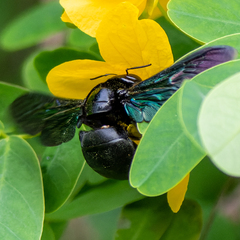 Xylocopa latipes