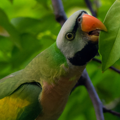 Psittacula alexandri