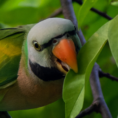 Psittacula alexandri